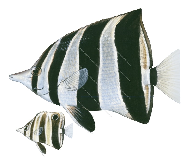 Adult and Juvenile Eastern Talma,Chelmonops truncatus,Roger Swainston,Animafish