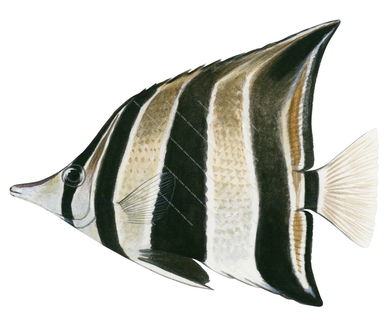 Western Talma,Chelmonops curiosus,Roger Swainston,Animafish