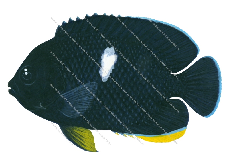 Keyhole Angelfish.3,Centropyge tibicen,Roger Swainston,Animafish