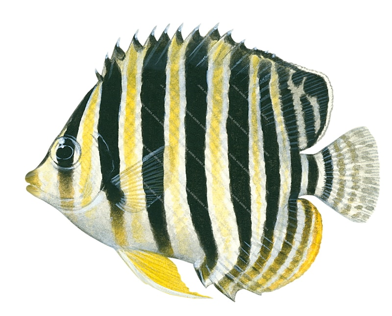 Multibar Angelfish,Paracentropyge multifasciatus,Roger Swainston,Animafish