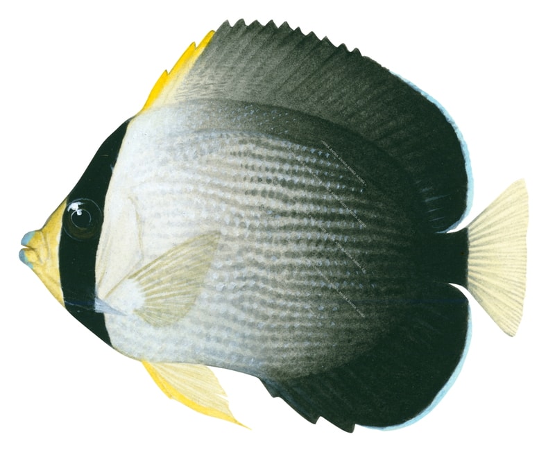 Vermiculate Angelfish,Chaetodontoplus mesoleucus,Roger Swainston,Animafish