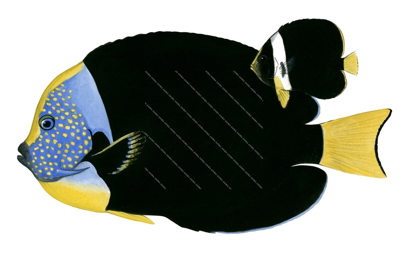 Yellowtail Angelfish.1,Chaetodontoplus personifer,Roger Swainston,Animafish