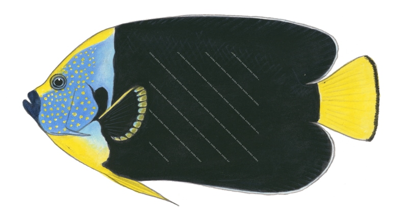 Yellowtail Angelfish.2,Chaetodontoplus personifer,Roger Swainston,Animafish