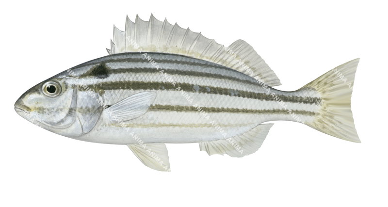 Fourline Striped Grunter.2,Pelates quadrilineatus,Roger Swainston,Animafish