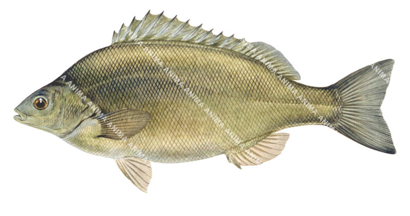 Silver Perch,Bidyanus bidyanus,Roger Swainston,Animafish