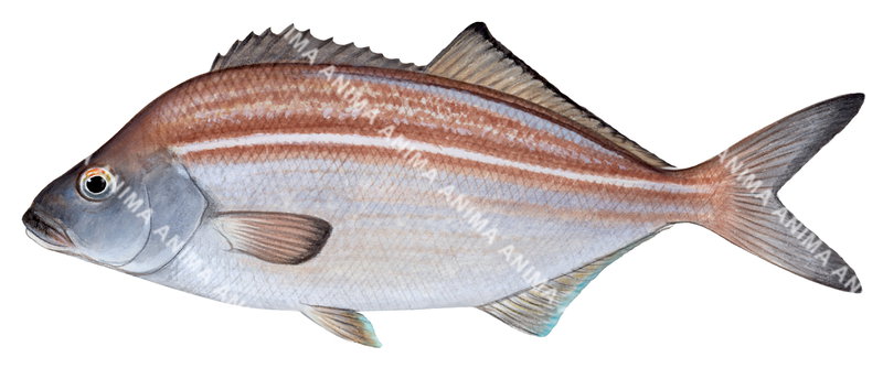 Bastard Trumpeter,Latridopsis forsteri,Roger Swainston,Animafish