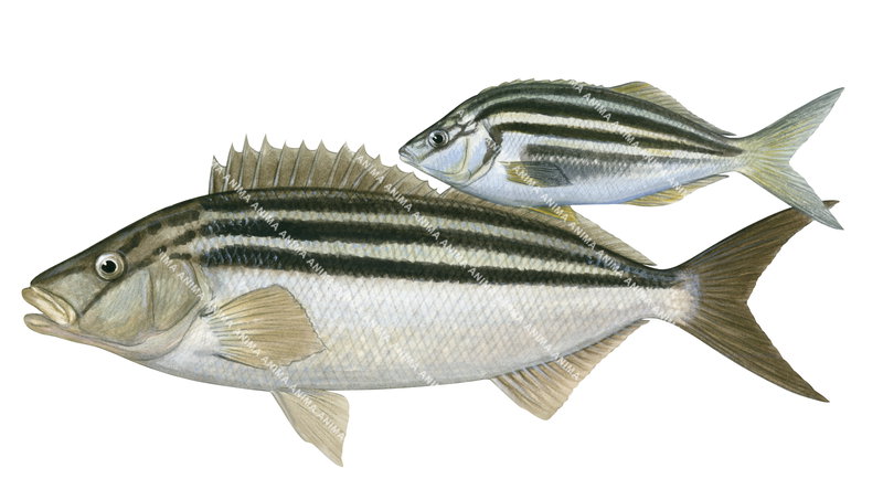 Striped Trumpeter,Adult&Juvenile,Latris lineata,Roger Swainston,Animafish