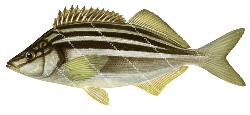 Striped Trumpeter,Latris lineata,Accurate High Res Scientific illustration by Roger Swainston