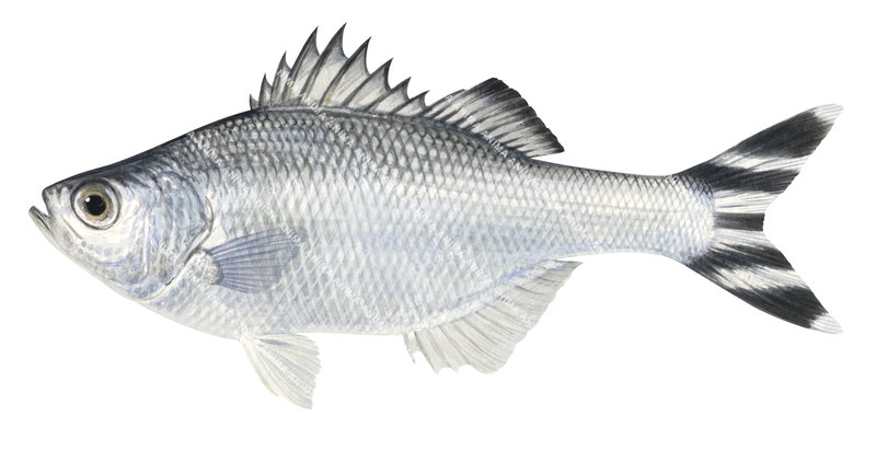 Fivebar Flagtail-3,Kuhlia mugil,Roger Swainston,Animafish