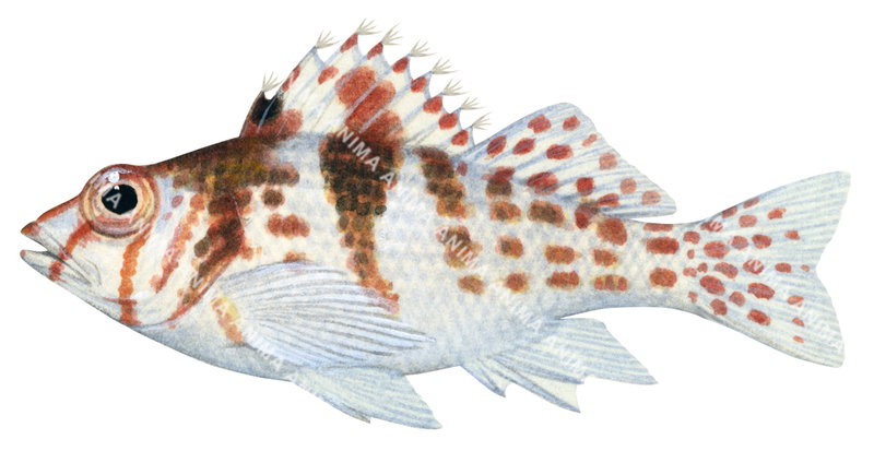 Dwarf Hawkfish,Cirrhitichthys falco,Roger Swainston,Animafish