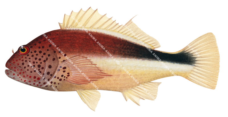 Freckled Hawkfish,Paracirrhites forsteri,high quality realistic illustration   