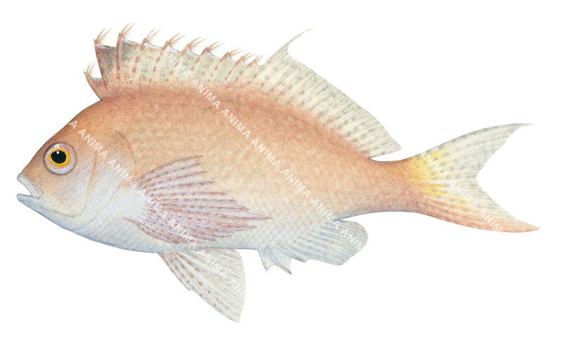 Lyretail Hawkfish,Cyprinocirrhites polyactis,Roger Swainston,Animafish