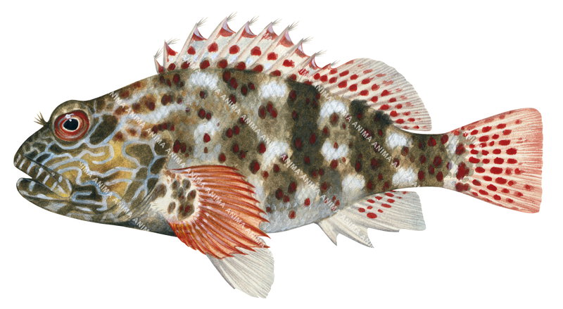 Whitespotted Hawkfish,Cirrhitus pinnulatus,Roger Swainston,Animafish