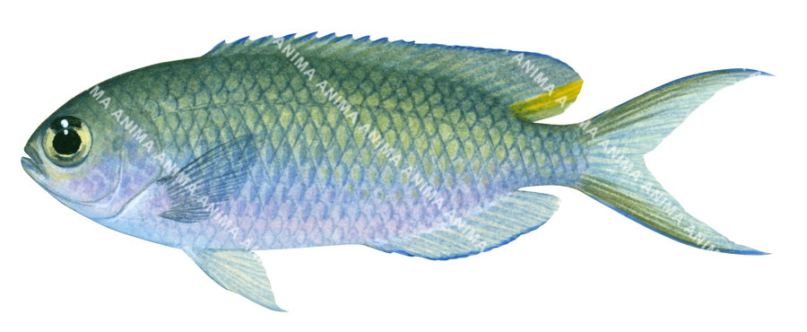Damsel Fusilier,Lepidozygus tapeinosoma illustration by Roger Swainston,Animafish