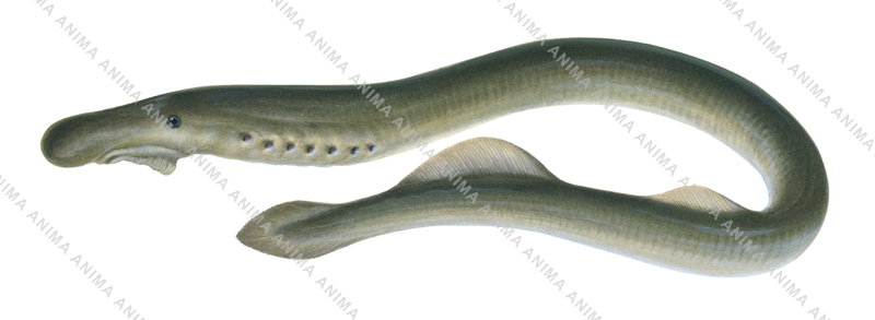 Pouch Lamprey,Geotria australis,Roger Swainston,Animafish