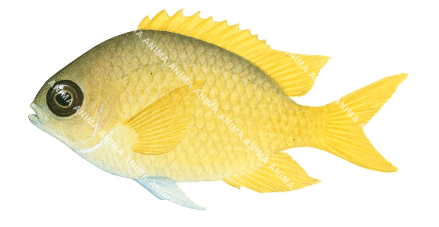 Yellow Puller,Chromis analis,Roger Swainston,Animafish