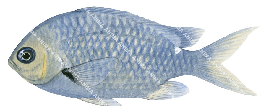 One-Spot Puller,Chromis hypsilepis,Roger Swainston,Animafish