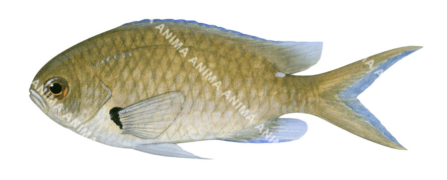 West Australian Puller,Chromis westaustralis,Roger Swainston,Animafish