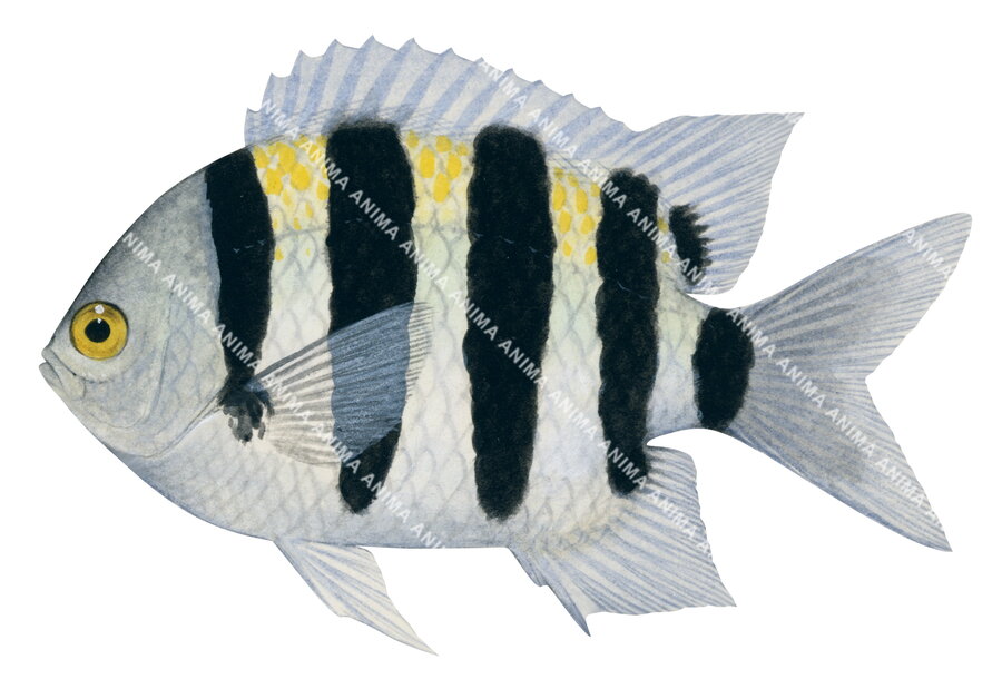 Indo-Pacific-1 Sergeant,Abudefduf vaigiensis,Roger Swainston,Animafish