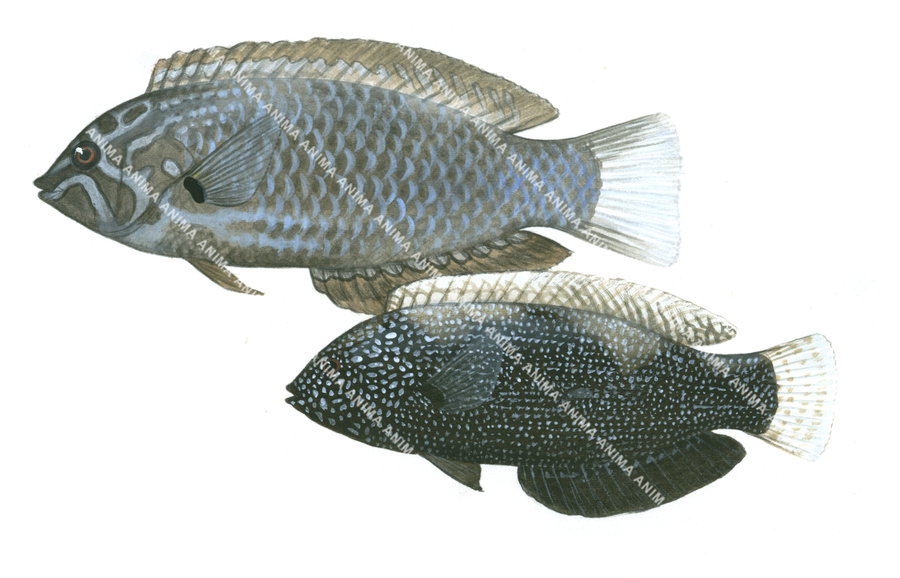 Black Leopard Wrasse,Male and Female,Macropharyngodon negrosensis,Roger Swainston,Animafish