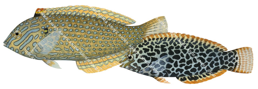 Eastern Leopard Wrasse-2,Adult and Juvenile,Macropharyngodon meleagris,Roger Swainston,Animafish