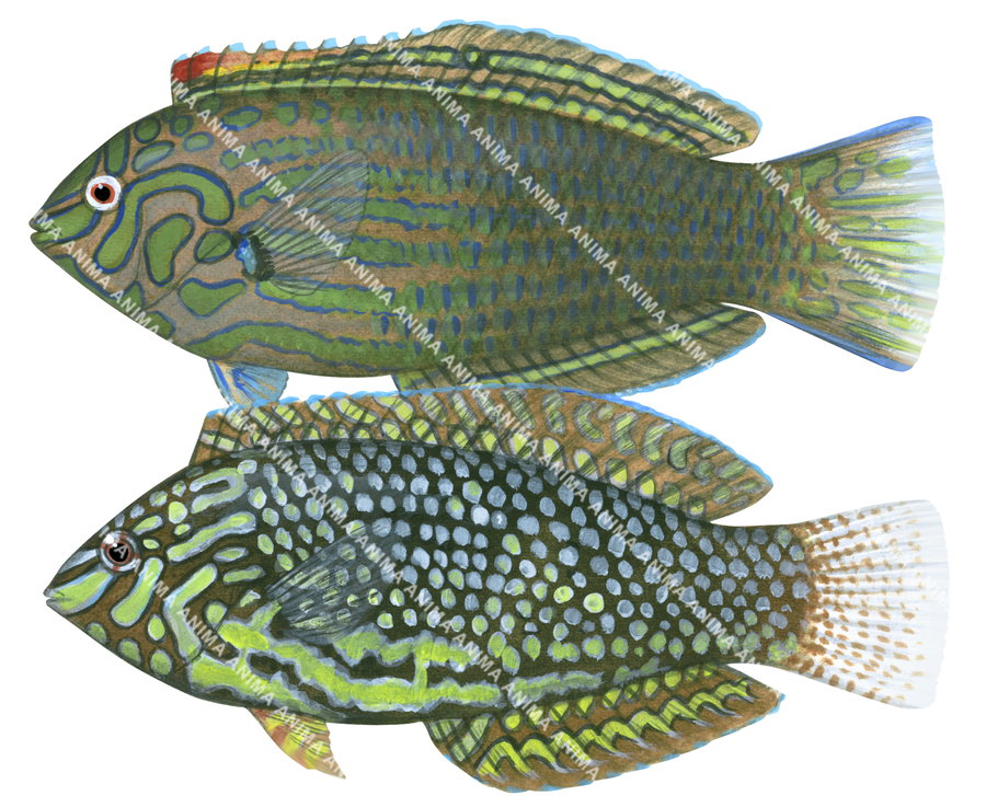 Ornate Leopard Wrasse Adults,Macropharyngodon ornatus,Roger Swainston,Animafish