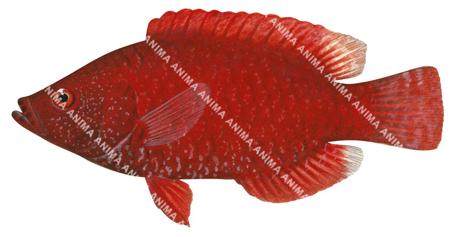 Red Maori Wrasse,Cheilinus oxycephalus,Roger Swainston,Animafish