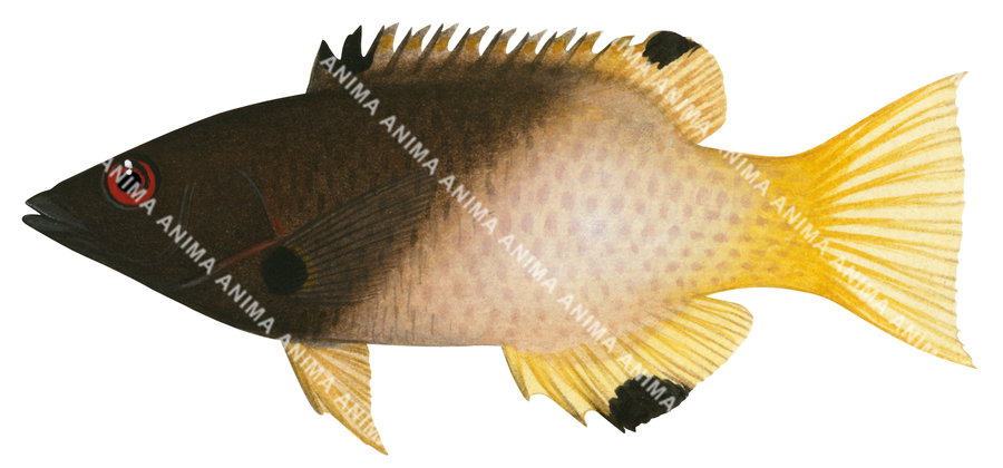 Coral Pigfish-3,Bodianus axillaris,Roger Swainston,Animafish