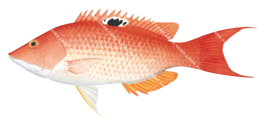 Western Blackspot Pigfish -2 ,Bodianus vulpinus,Roger Swainston,Animafish