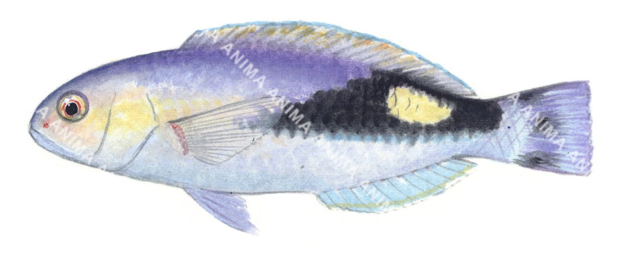 Dagger Tuskfish,Choerodon jordani,Roger Swainston,Animafish