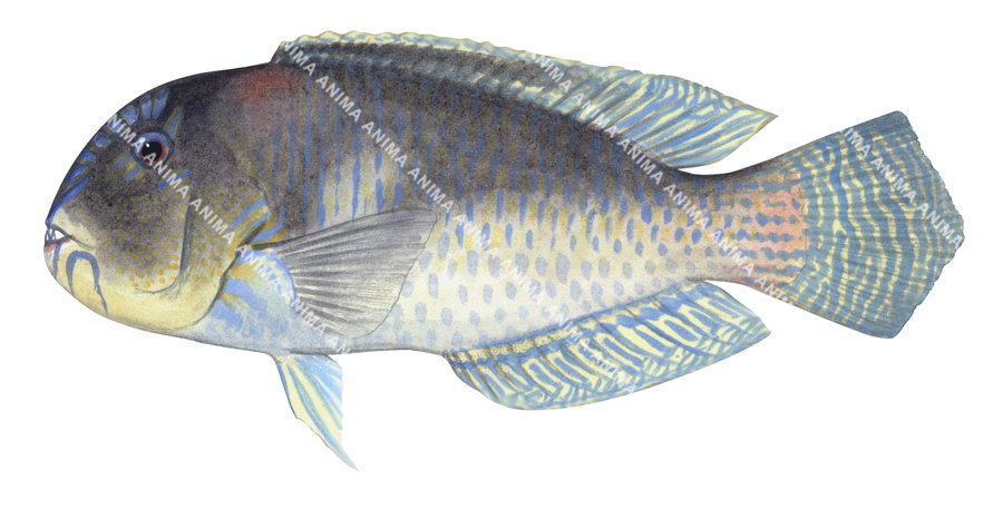 Purple Tuskfish,Choerodon cephalotes,Roger Swainston,Animafish