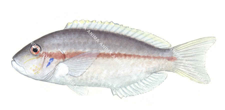 Redstripe Tuskfish,Choerodon vitta,Roger Swainston,Animafish