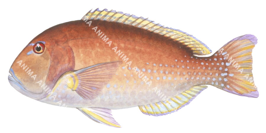 Venus Tuskfish,Choerodon venustus,Roger Swainston,Animafish