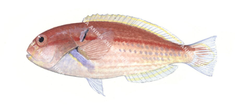 Wedgetail Tuskfish,Choerodon sugillatum,Roger Swainston,Animafish