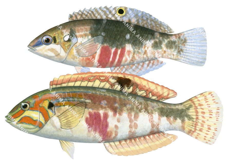 Cloud Wrasse Male and Female,Halichoeres nebulosus,Roger Swainston,Animafish