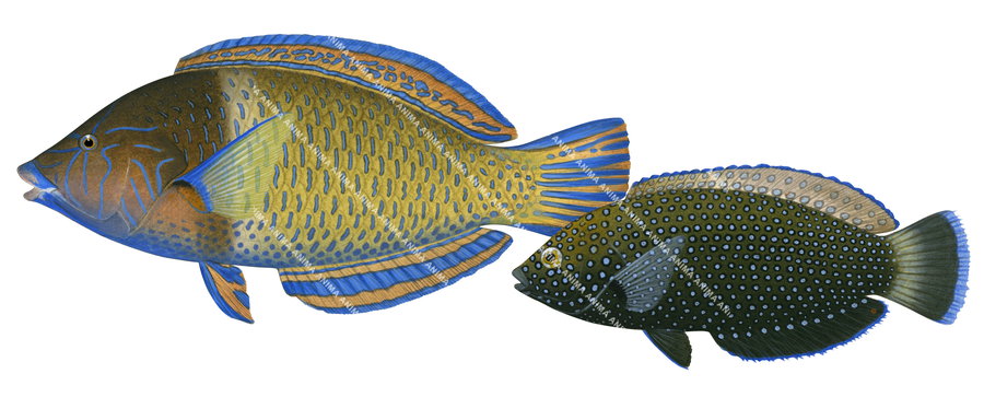 Diamond Wrasse,Male and Female,Anampses caeruleopunctatus,Roger Swainston,Animafish