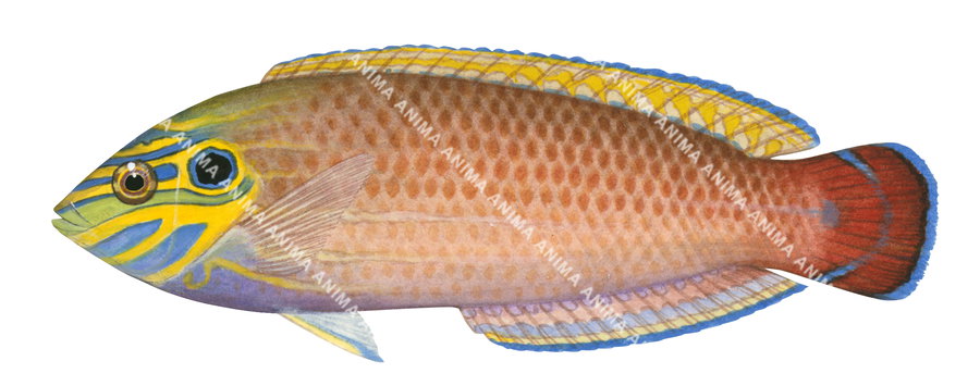 Earmuff Wrasse,Halichoeres melasmapomus,Roger Swainston,Animafish