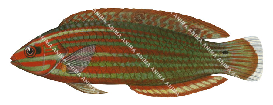 False-eye Wrasse-3,Halichoeres biocellatus,Roger Swainston,Animafish