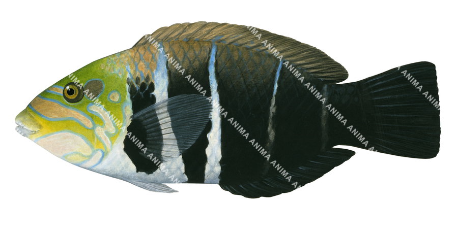 Fiveband Wrasse-3,Hemigymnus fasciatus,Roger Swainston,Animafish