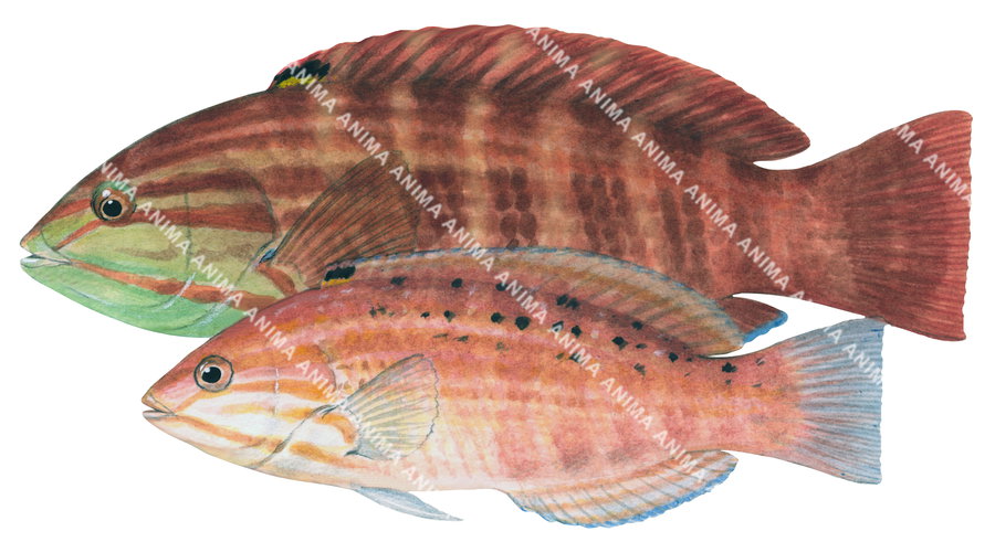 Wrasse,Gunther