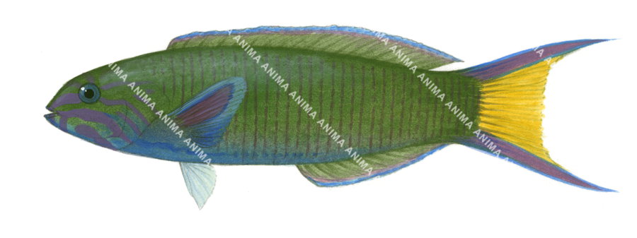 Moon Wrasse-2,Thalassoma lunare,Roger Swainston,Animafish