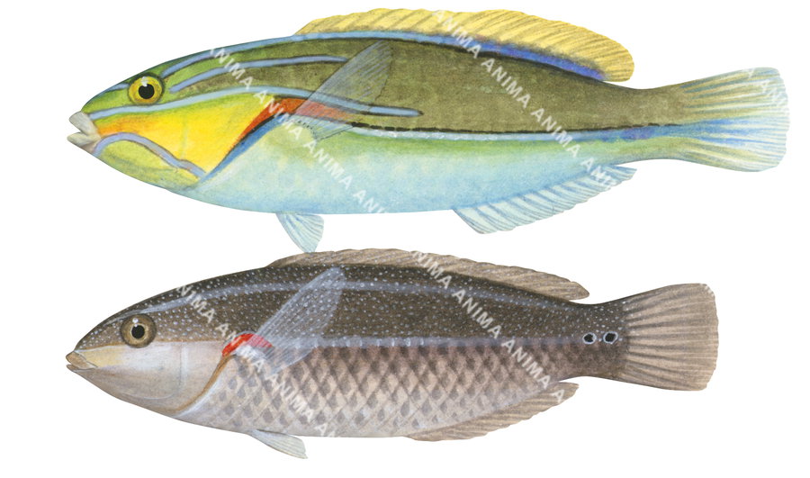 Redspot Wrasse-3 Male and Female,Stethojulis bandanensis,Roger Swainston,Animafish