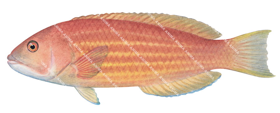 Rosy Wrasse-2,Pseudolabrus rubicundus,Roger Swainston,Animafish