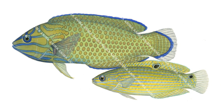 Silty Wrasse Male and Female,Halichoeres purpurescens,Roger Swainston,Animafish