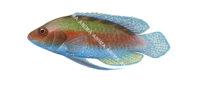 Solor Wrasse,Cirrhilabrus solorensis,Roger Swainston,Animafish