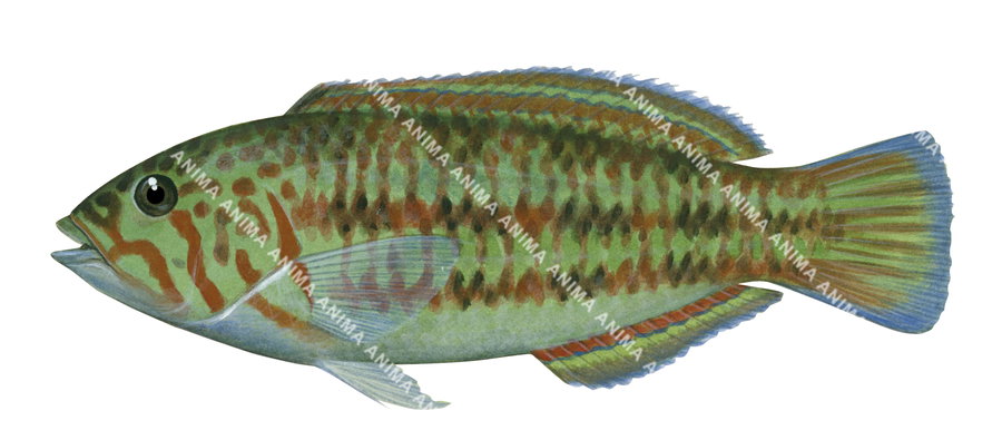 Surge Wrasse-3 Female,Thalassoma purpureum,Roger Swainston,Animafish