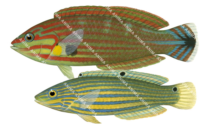 Three-eye Wrasse Male and Female,Halichoeres melanurus,Roger Swainston,Animafish