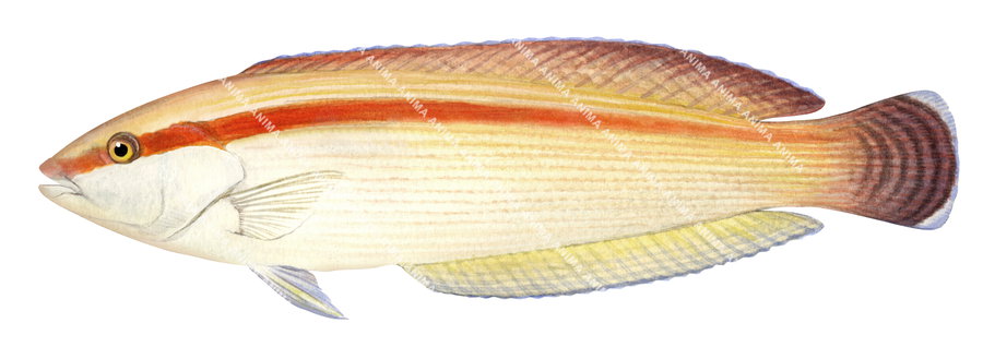 Western King Wrasse-1Female,Coris auricularis,Roger Swainston,Animafish