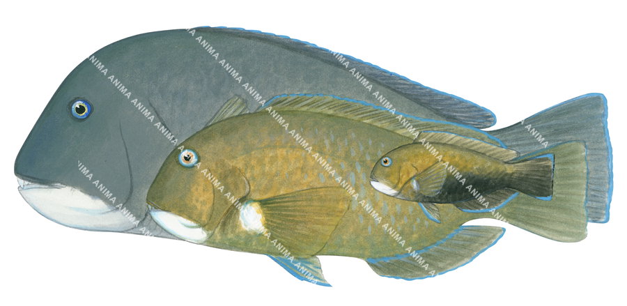 Adults and Juvenile Baldchin Groper,Choerodon rubescens,accurate illustration  byRoger Swainston