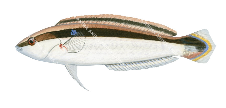 Slender Rainbow Wrasse,Suezichthys gracilis illustration by Roger Swainston,Animafish